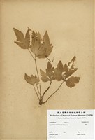 藏品(當歸)的圖片